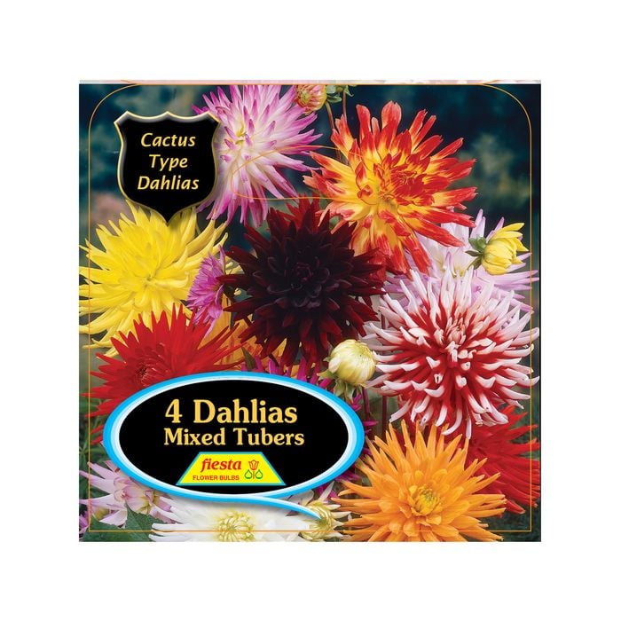 Bulb Dahlia Cactus Mixed 4pk