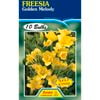 Freesia Golden Melody - 10 Bulbs