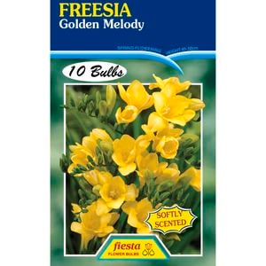 Freesia Golden Melody - 10 Bulbs