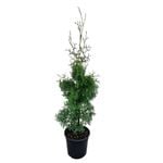 4L Pyramid Arborvitae (Tree of Life) - Thuja Pyramidalis