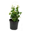 120mm Creeping Fig - Ficus pumila