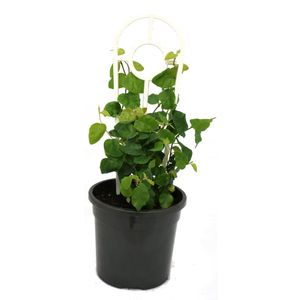 120mm Creeping Fig - Ficus pumila