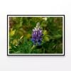 Lupinus Pusillus Close Up  Print 100% Australian Made 90x60cm  (Poster)