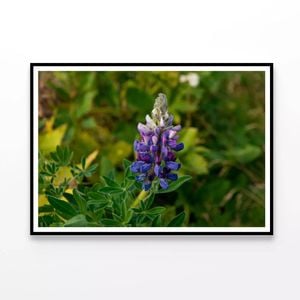 Lupinus Pusillus Close Up  Print 100% Australian Made 90x60cm  (Poster)