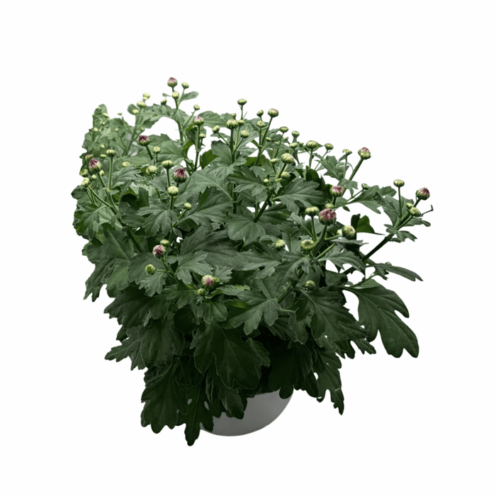 210mm Chrysanthemum Bowl Chrysanthemum Morifolium