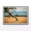 Cheetah Stands On Twisted Tree   Print 100% Australian Made 90x60cm  (Poster)