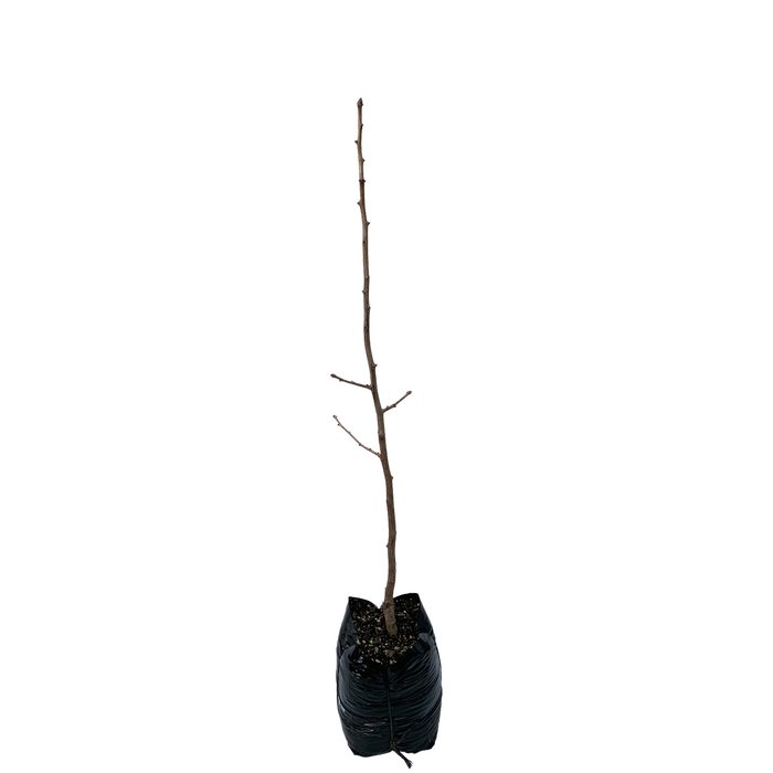350mm Maidenhair Tree - Ginkgo biloba
