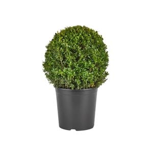300mm Topiary - Buxus sempervirens
