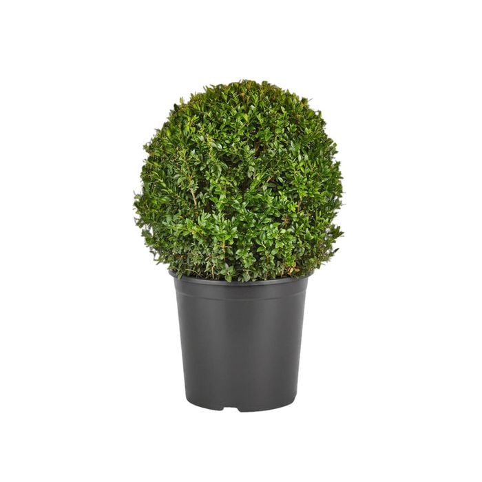 300mm Topiary - Buxus sempervirens