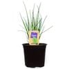 1.1L Nudo Herbs Chives - Allium tuberosum