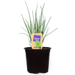1.1L Nudo Herbs Chives - Allium tuberosum