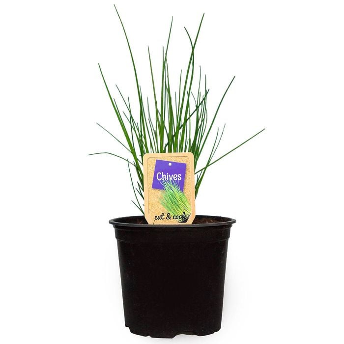 1.1L Nudo Herbs Chives - Allium tuberosum