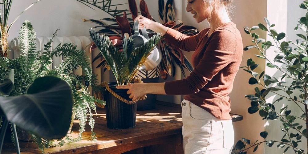 Woman watering indoor plants 