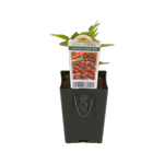 7cm Tomato Sweet 100 - Lycopersicum