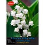 Yarra Valley Bulbs Lily Of The Valley White Bulb - Convallaria Majalis - 4 Pack
