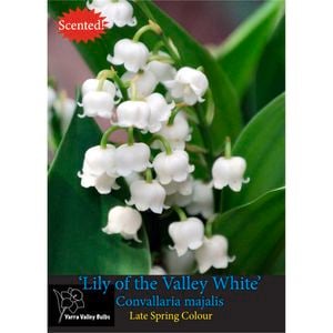 Yarra Valley Bulbs Lily Of The Valley White Bulb - Convallaria Majalis - 4 Pack