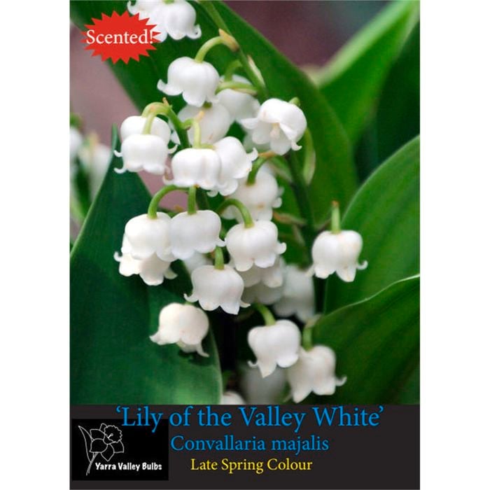 Yarra Valley Bulbs Lily Of The Valley White Bulb - Convallaria Majalis - 4 Pack