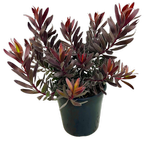 200mm Leucadendron Ebony - Leucadendron laurelolum hybrid 