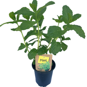 90mm Nudo Herbs Mint - Mentha 
