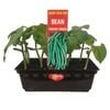 Green Beans Punnet - Grow Your Own Range