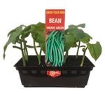 Green Beans Punnet - Grow Your Own Range