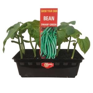 Green Beans Punnet - Grow Your Own Range