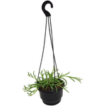 130mm String Of Bananas - Senecio radicans