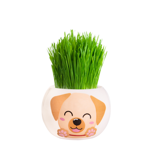 Mr Fothergill's Labrador Puppy Grass Hair Kit