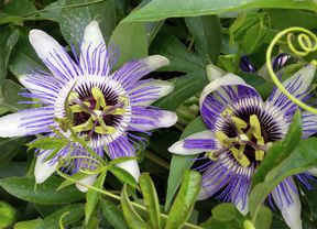 Two vibrant purple and white passionfruit flowers with green leaves and tendrils. [[2609NZ] P...l Fruit_V1 | Word]