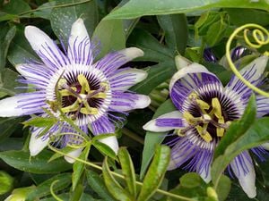 Two vibrant purple and white passionfruit flowers with green leaves and tendrils. [[2609NZ] P...l Fruit_V1 | Word]