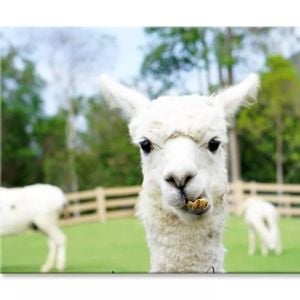 Close Up of White Alpaca  Print 100% Australian Made 75 x 50cm  (Stretched)