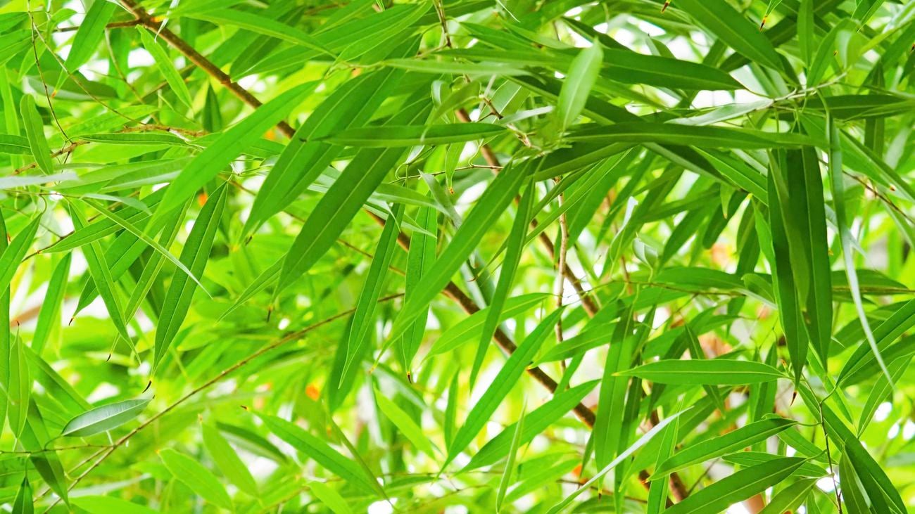 Bamboo plants with green leaves in a garden
