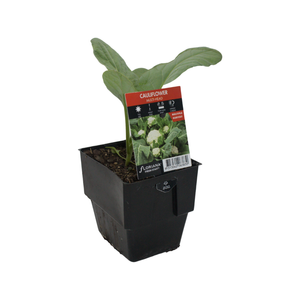 125mm Fresh Start Cauliflower Multi-Head - Brassica oleracea var. botrytis