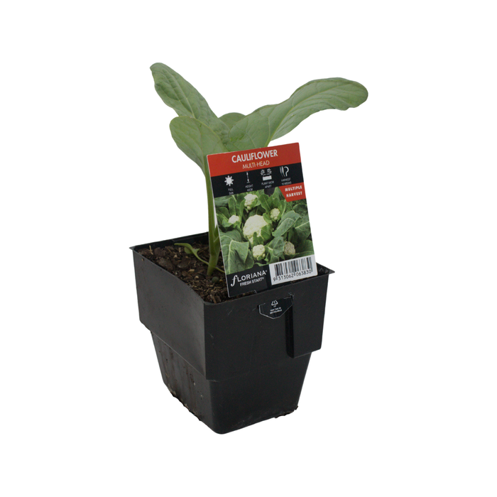 125mm Fresh Start Cauliflower Multi-Head - Brassica oleracea var. botrytis