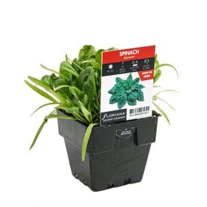 100mm Spinach Ironman - Spinacia oleracea