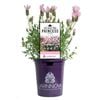 140mm Baby Pink Princess Lavender - Lavandula hybrida