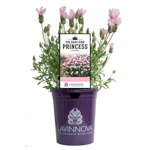 140mm Baby Pink Princess Lavender - Lavandula hybrida