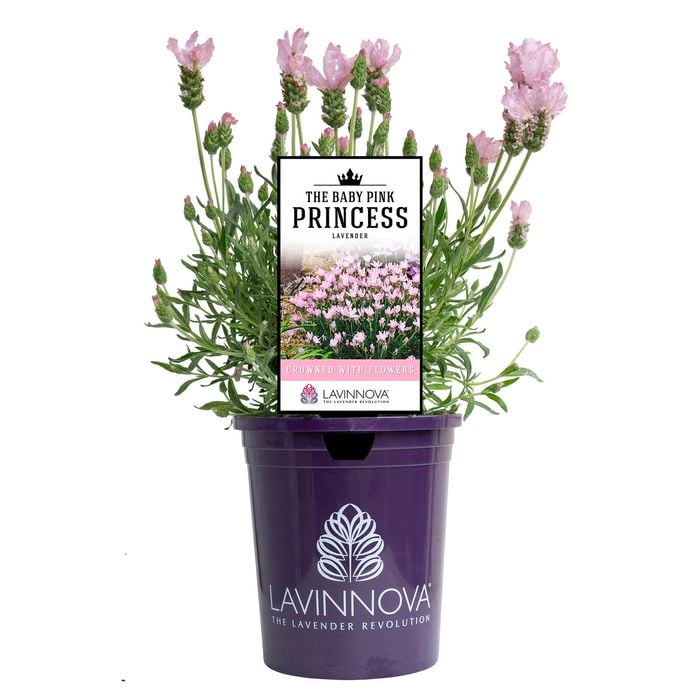 140mm Baby Pink Princess Lavender - Lavandula hybrida