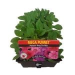 Petunia Bow Tie Mix Punnet - Petunia hybrida
