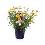 140mm Everlasting Daisy - Bracteantha bracteata Daisy Fields Gold