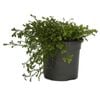 130mm Club Moss - Selaginella kraussiana Green