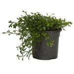 130mm Club Moss - Selaginella kraussiana Green