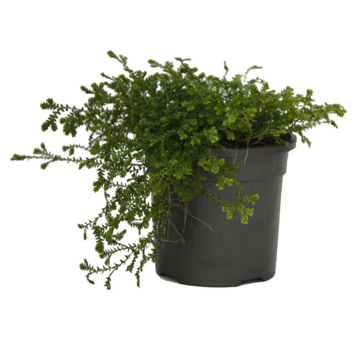 130mm Club Moss - Selaginella kraussiana Green