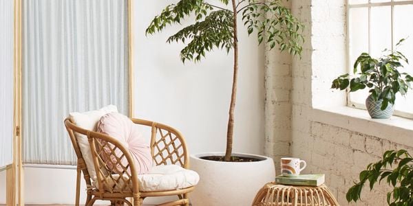  cane chair with cushions next to large indoor tree in white pot