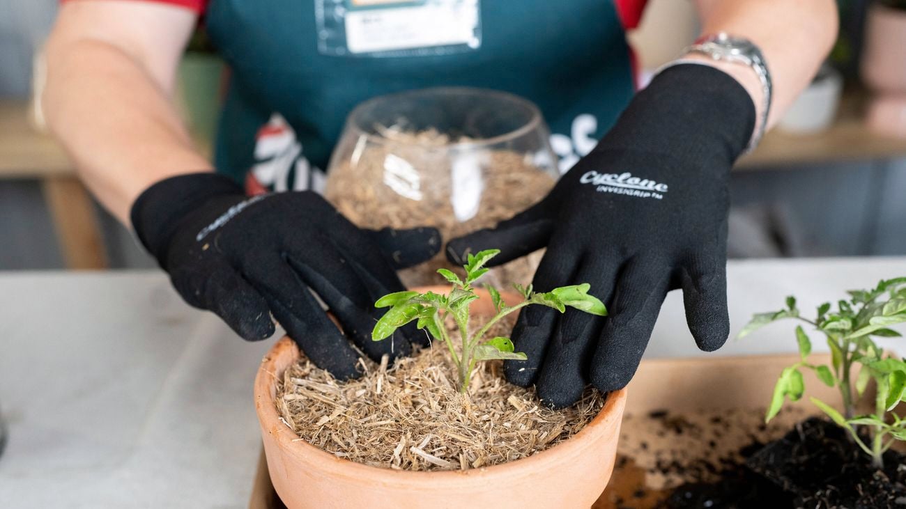 Bunnings team member mulching a young plant.