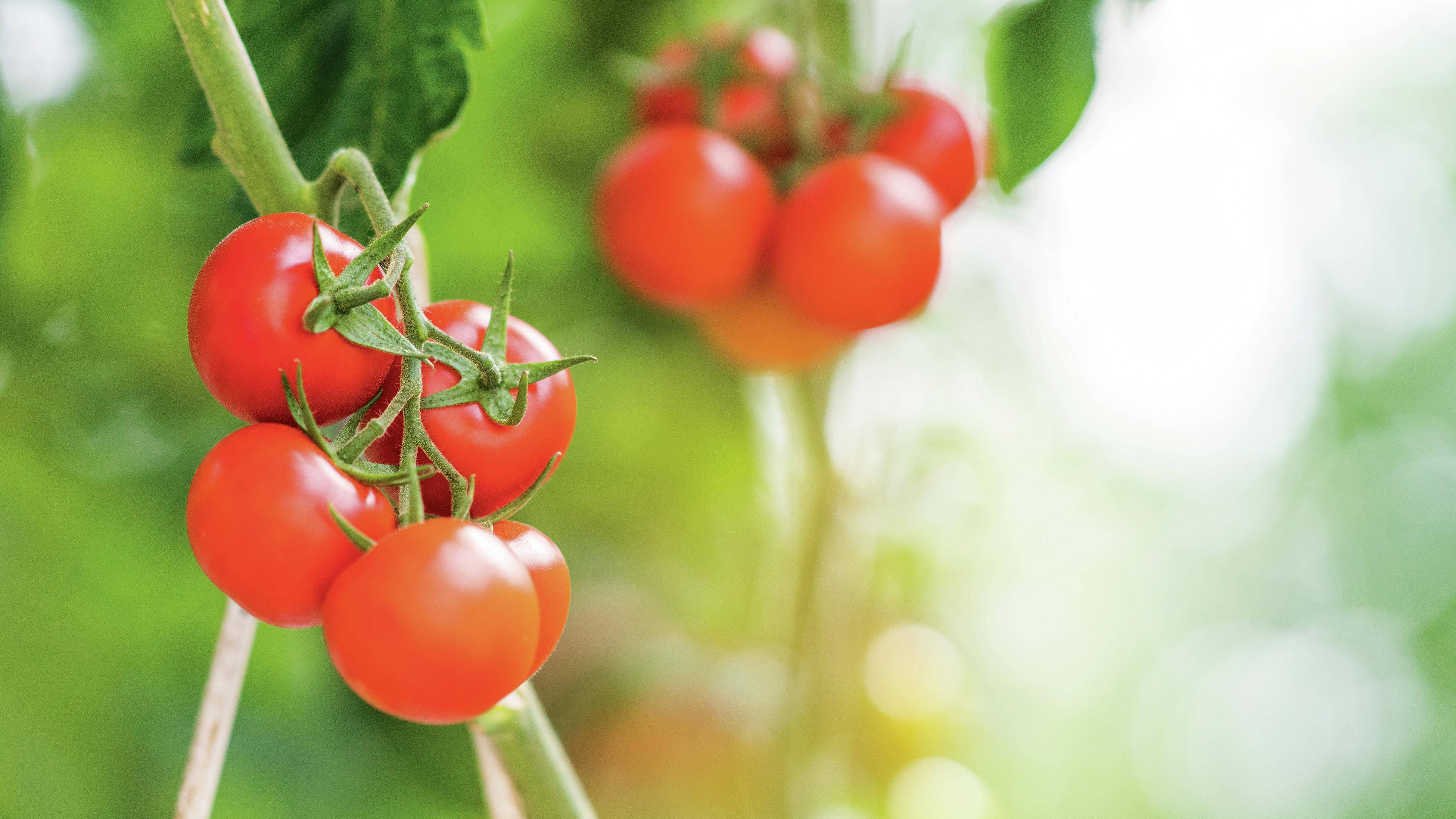 bunches of cherry tomatoes, bright red and ready to eat.