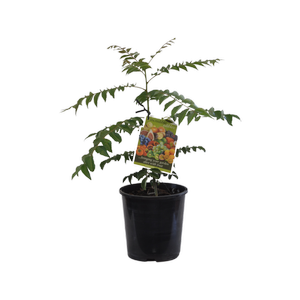 1.9L Curry Leaf - Murraya koenigii