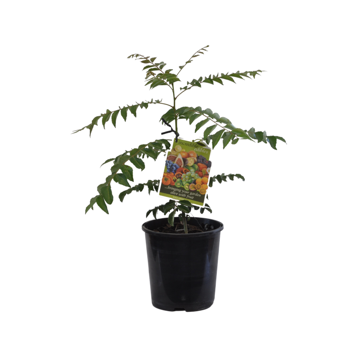 1.9L Curry Leaf - Murraya koenigii