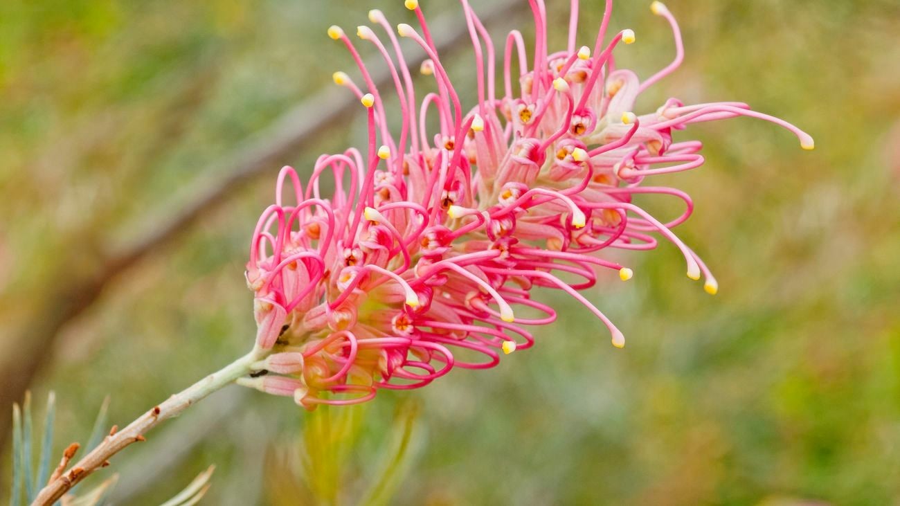 A close up of a pink grevillea flower