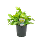 1.5L Birds Nest Fern - Asplenium nidus